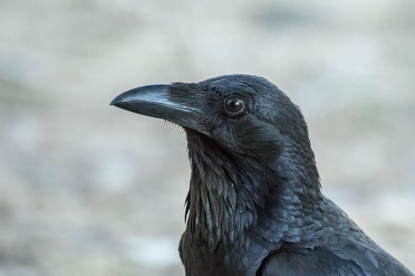Australian Raven (Image ID 28497)