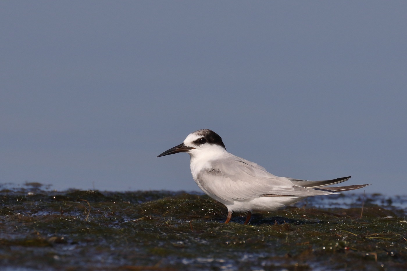 Little Tern (Image ID 28548)
