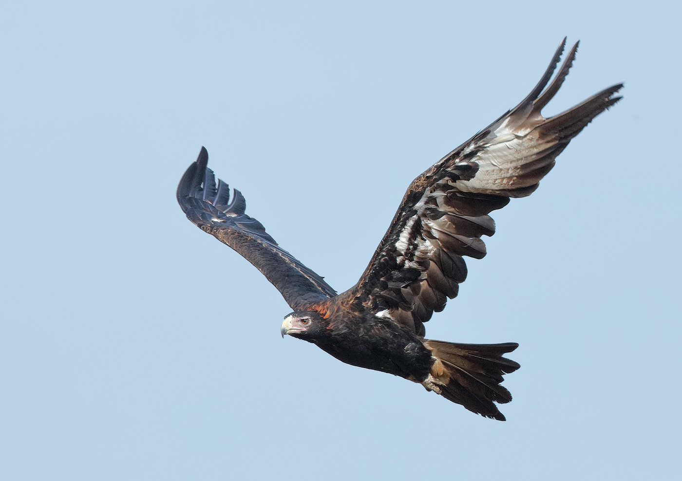 Wedge-tailed Eagle (Image ID 28078)