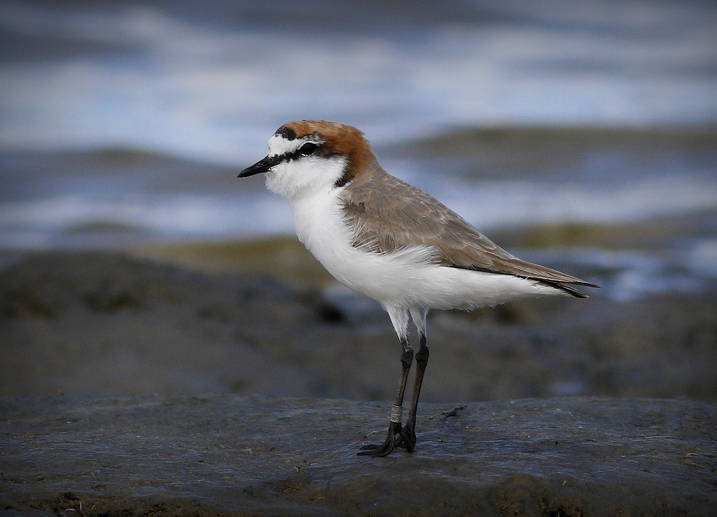 Red-capped Plover (Image ID 28596)