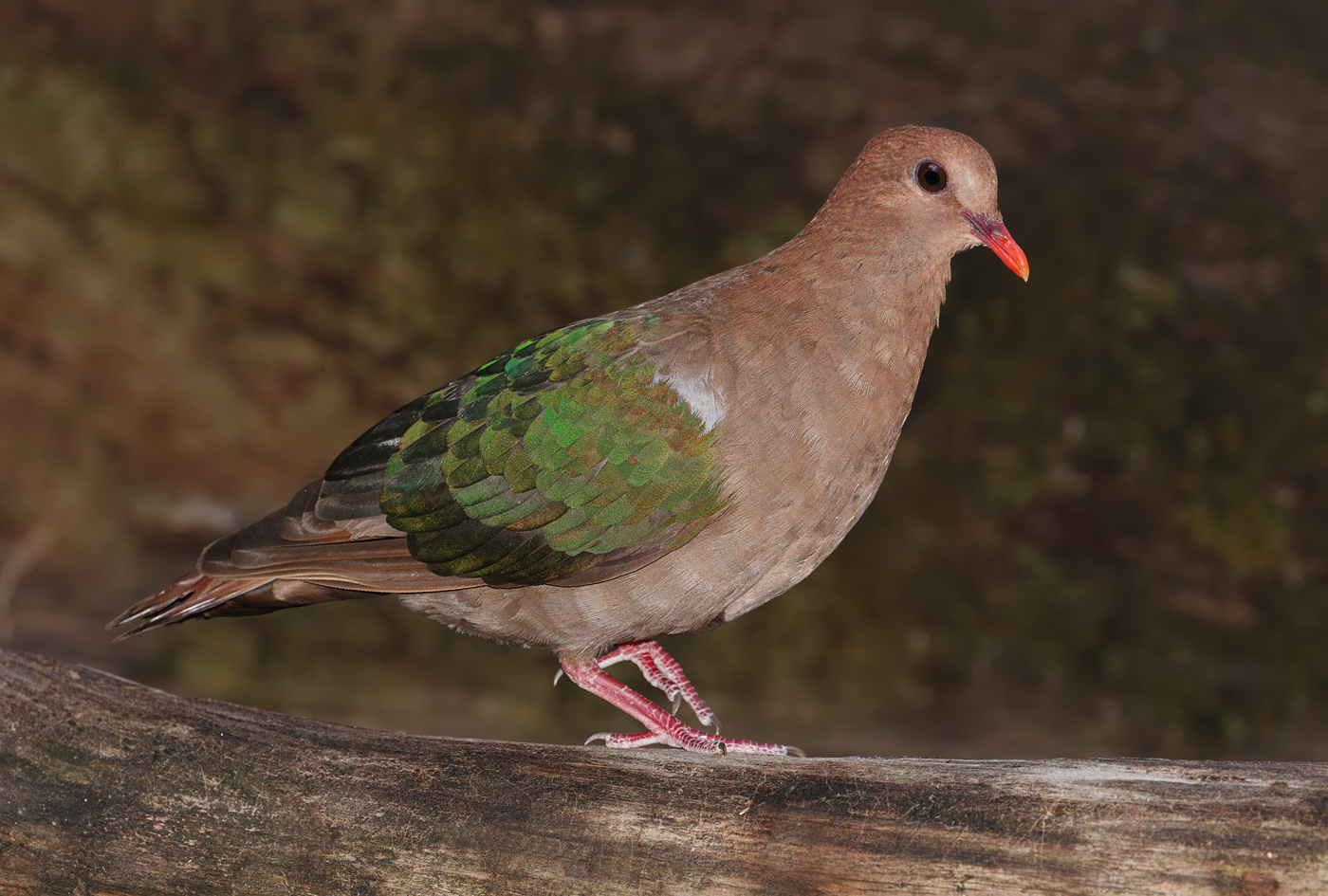 Brown-capped Emerald-Dove (Image ID 28582)