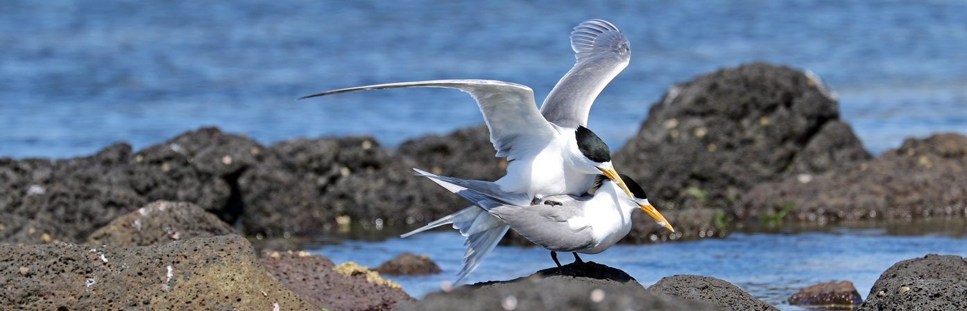 Greater Crested Tern (Image ID 28120)