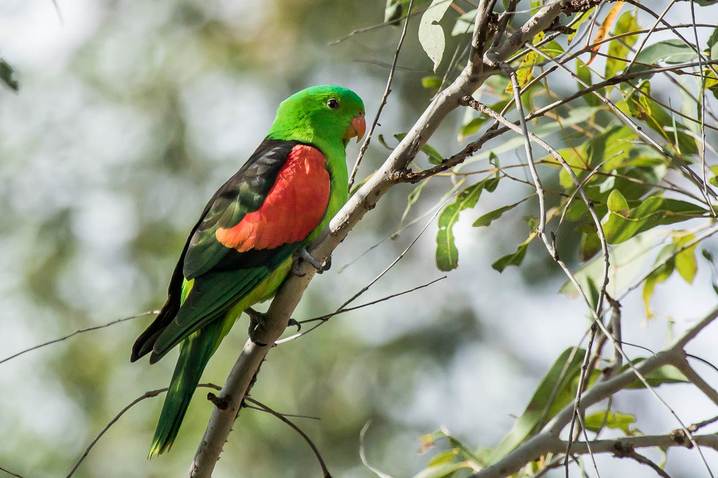 Red-winged Parrot (Image ID 28420)