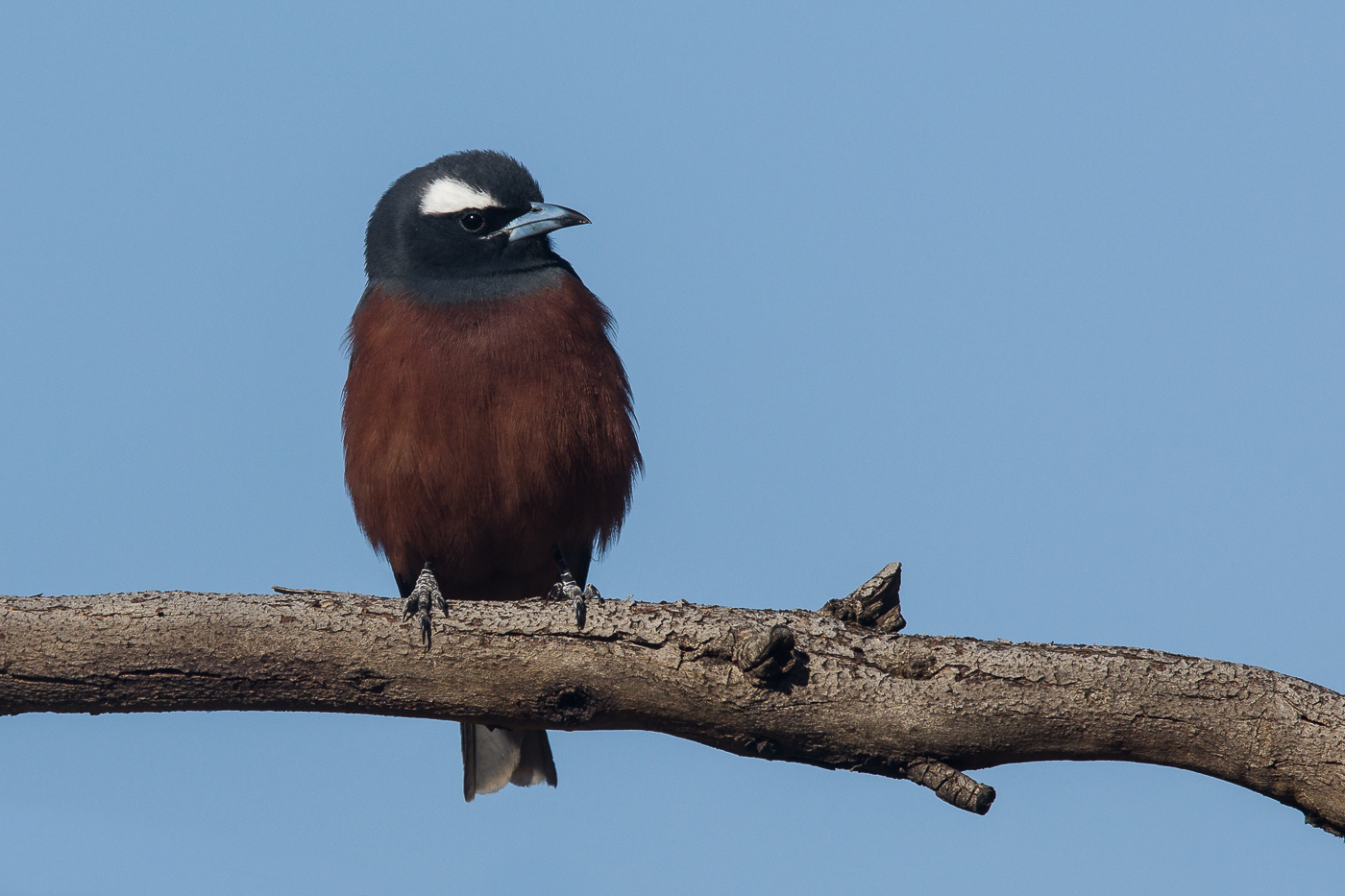 White-browed Woodswallow (Image ID 28169)