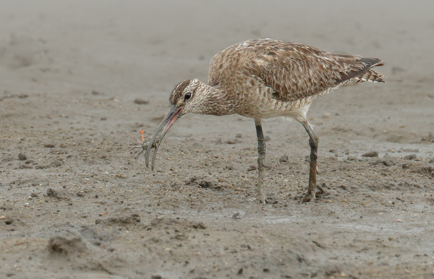 Whimbrel (Image ID 28259)