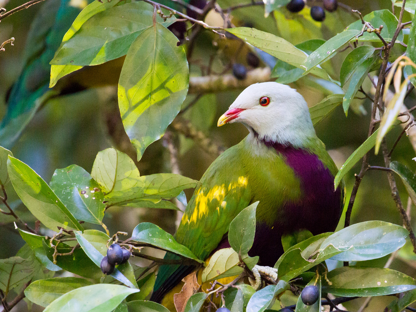 Wompoo Fruit-Dove (Image ID 28181)