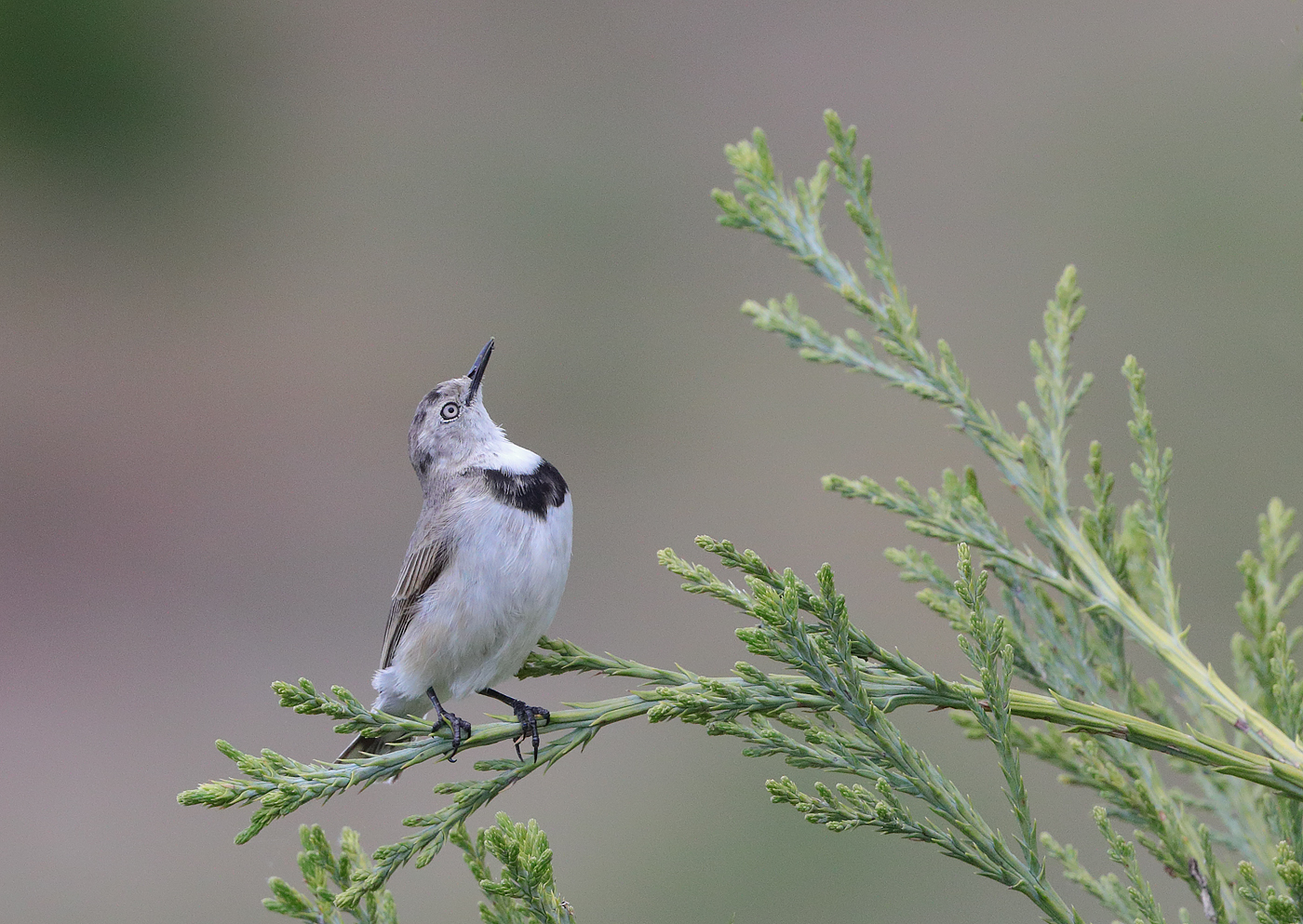 White-fronted Chat (Image ID 28099)