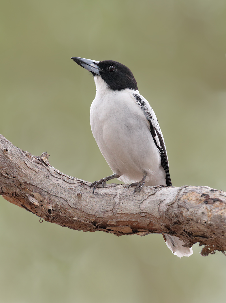Black-backed Butcherbird (Image ID 28204)