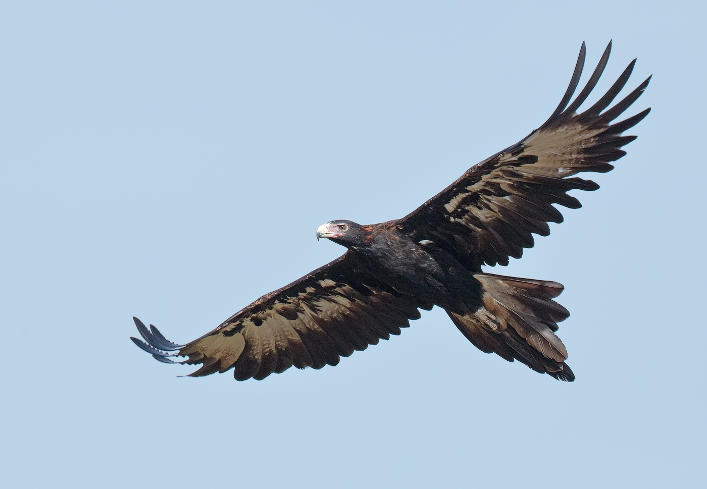 Wedge-tailed Eagle (Image ID 28076)