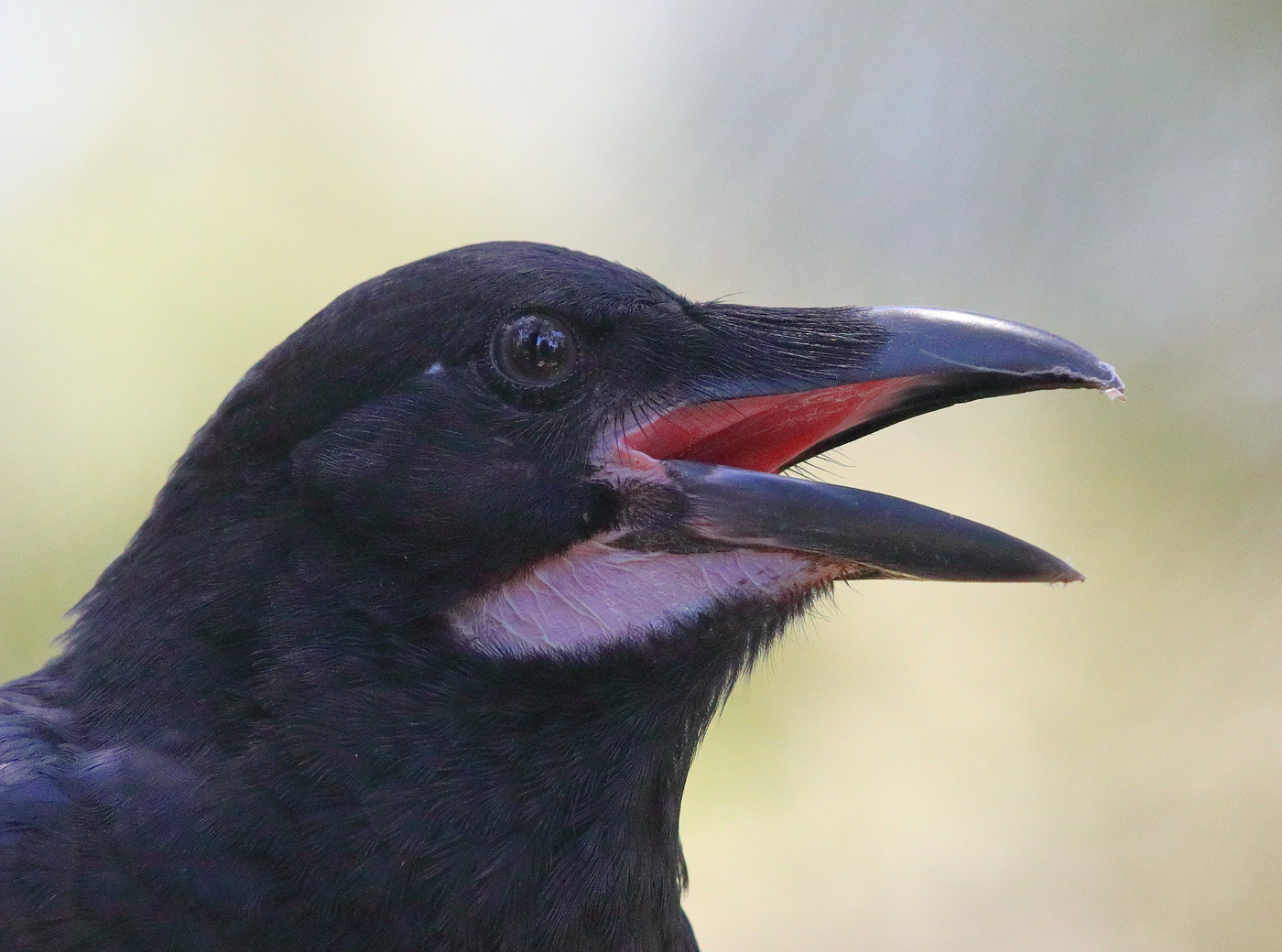 Australian Raven (Image ID 28248)