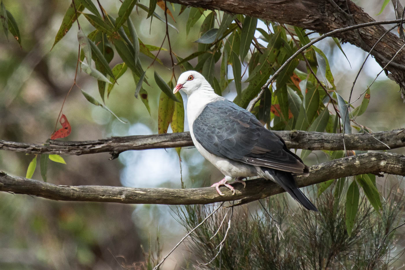 White-headed Pigeon (Image ID 28589)