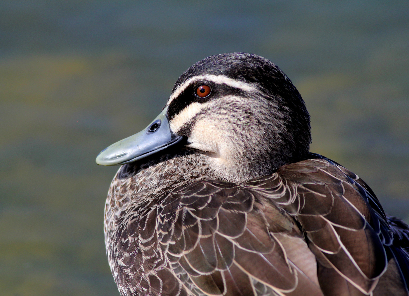 Pacific Black Duck (Image ID 28106)