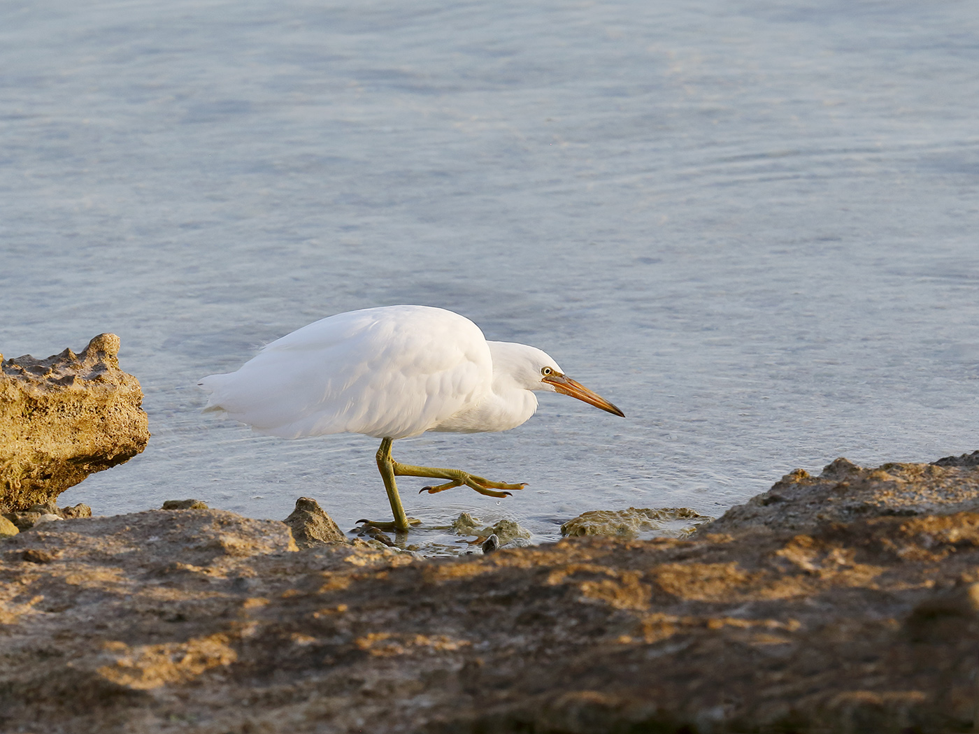 Eastern Reef Egret (Image ID 28542)