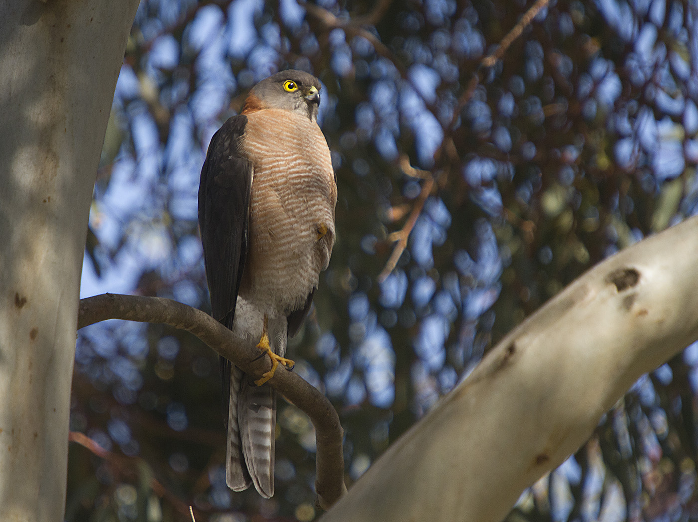 Collared Sparrowhawk (Image ID 28210)