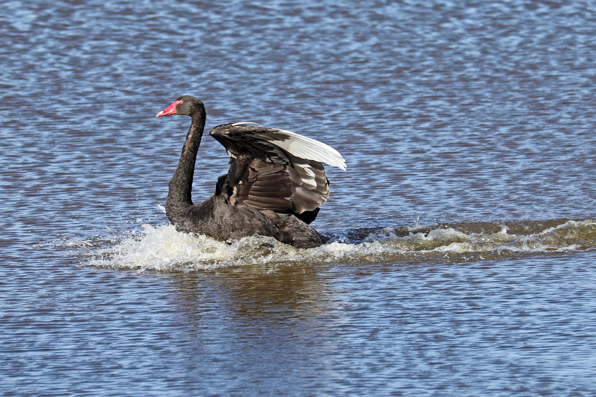 Black Swan (Image ID 28875)