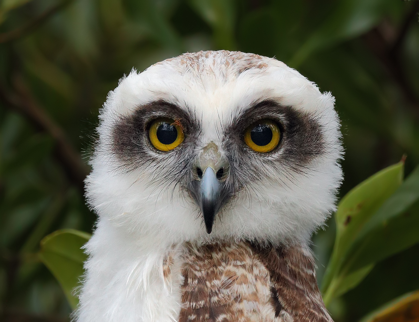 Rufous Owl (Image ID 28936)