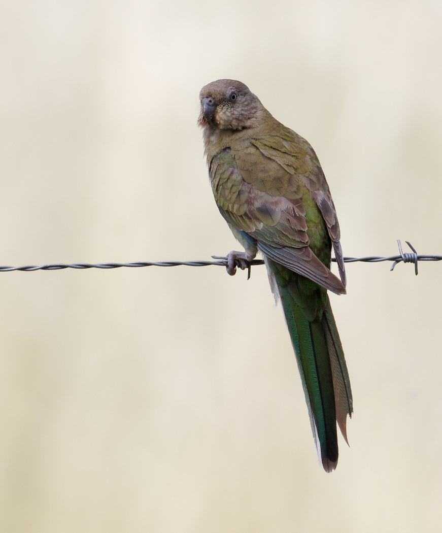 Red-rumped Parrot (Image ID 28698)