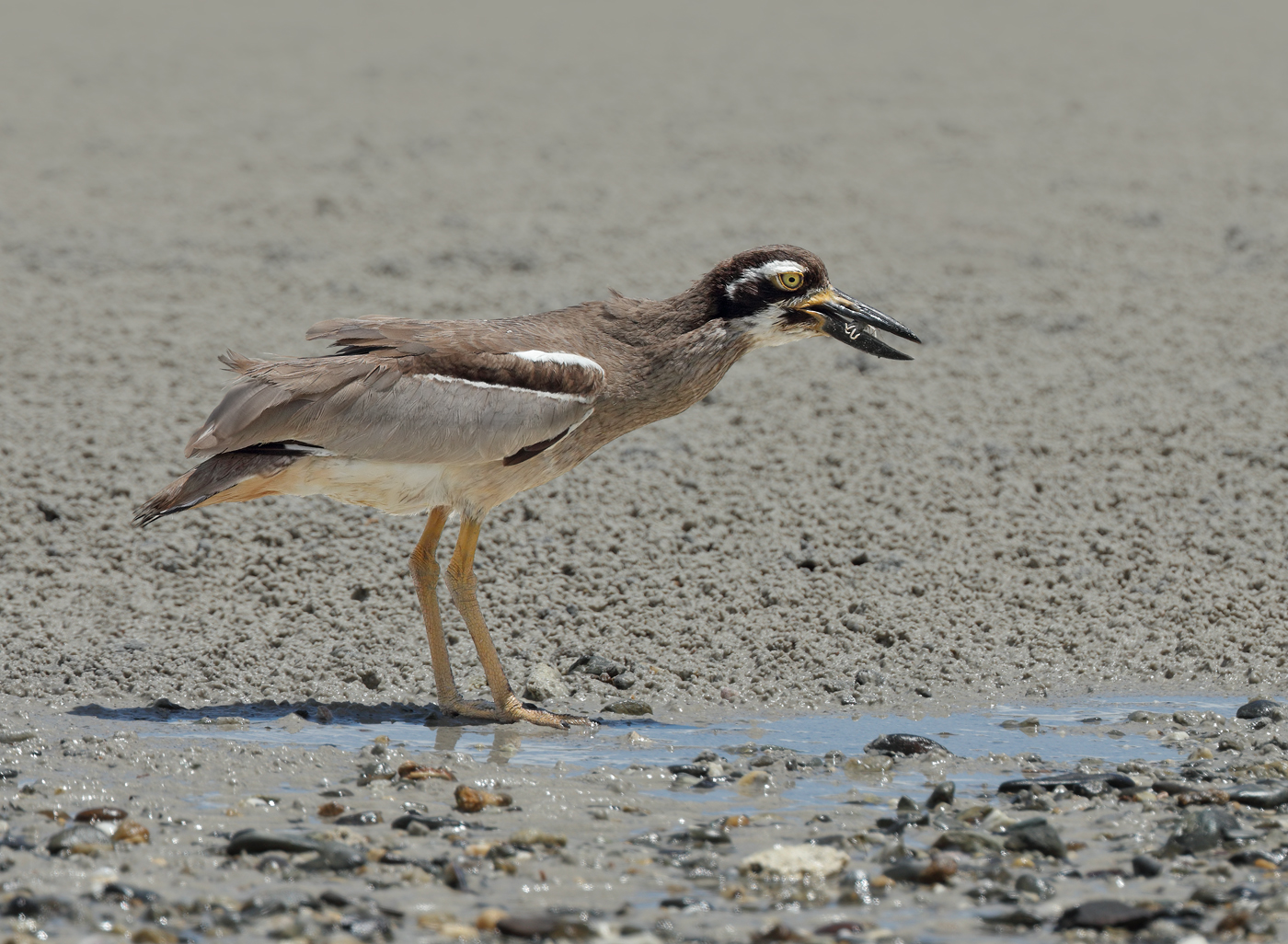 Beach Stone-curlew (Image ID 28961)