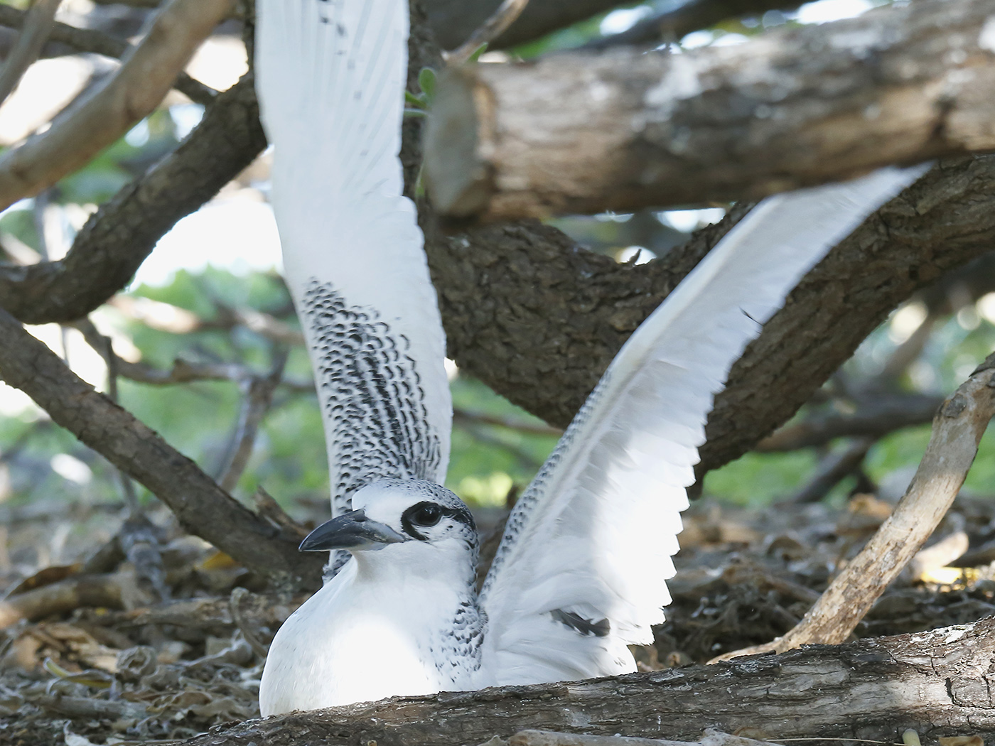 Red-tailed Tropicbird (Image ID 28644)