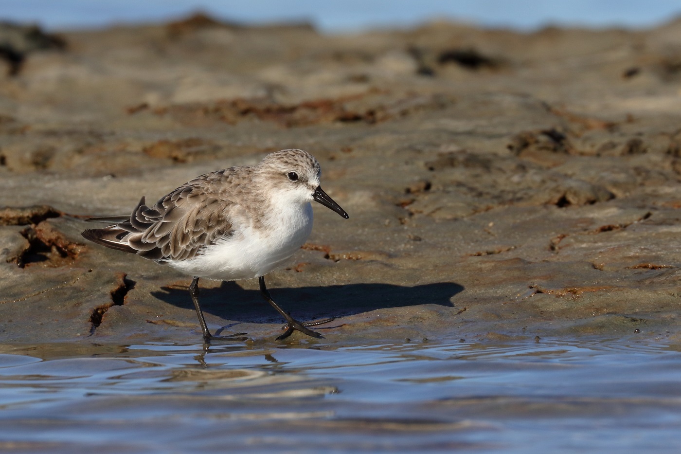 Red-necked Stint (Image ID 28889)
