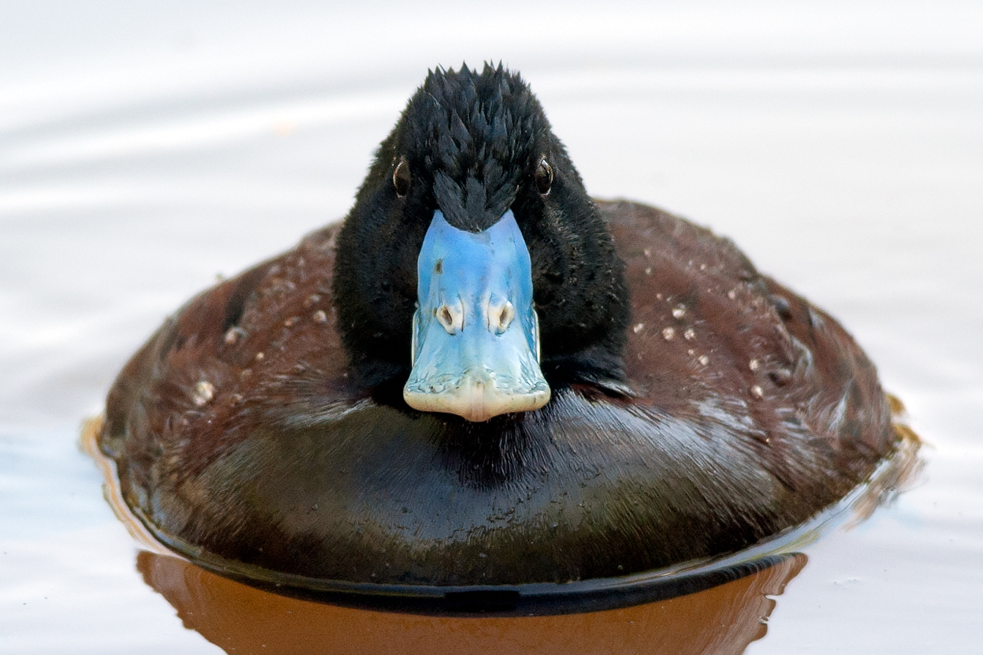 Blue-billed Duck (Image ID 28751)