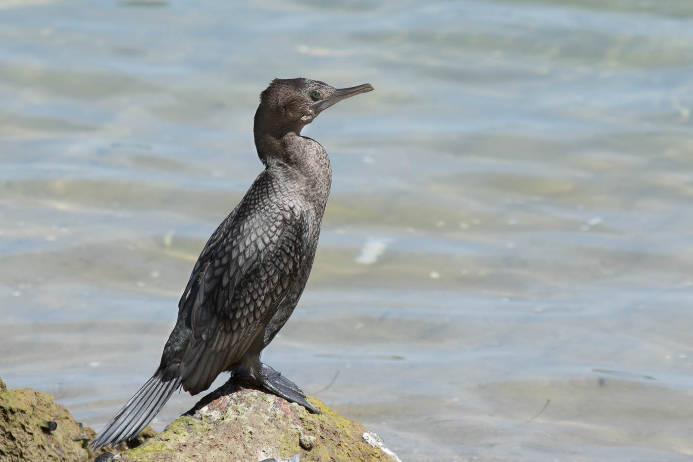 Little Black Cormorant (Image ID 28605)