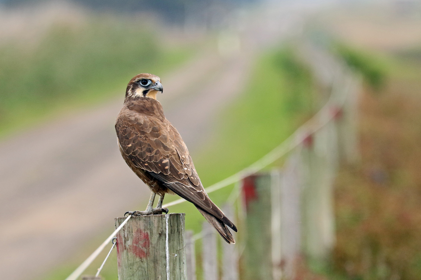 Brown Falcon (Image ID 28774)