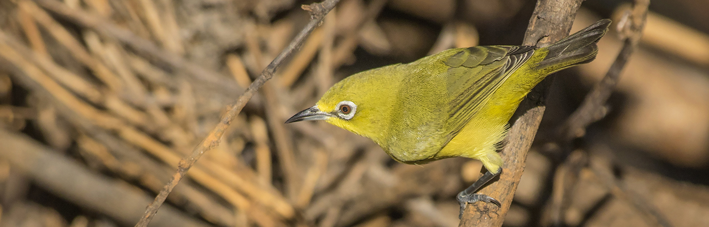 Australian Yellow White-eye (Image ID 28711)