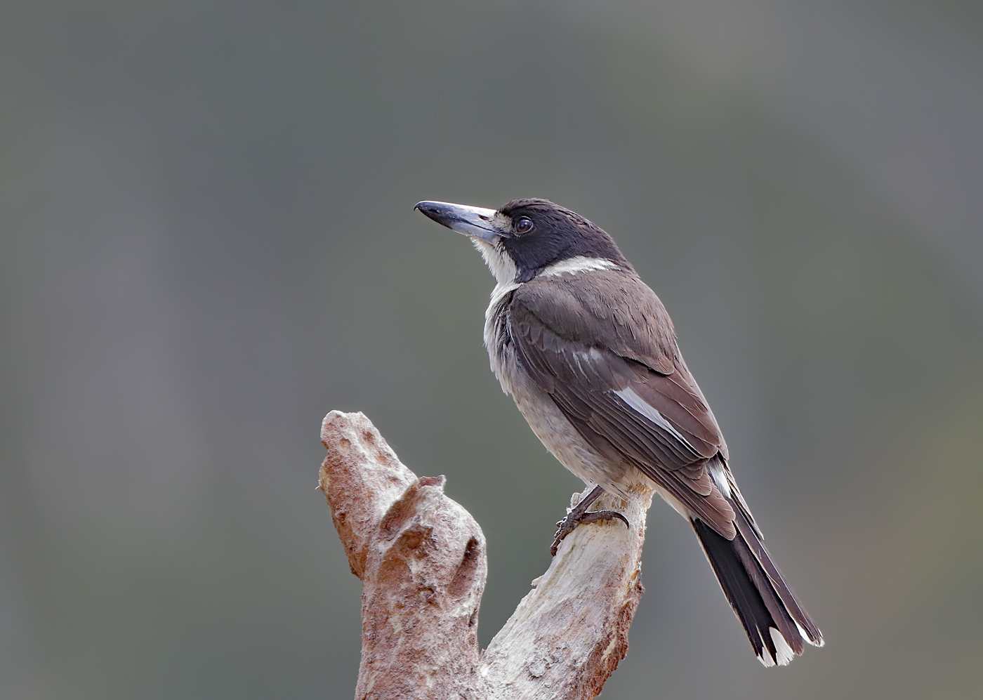 Grey Butcherbird (Image ID 28708)