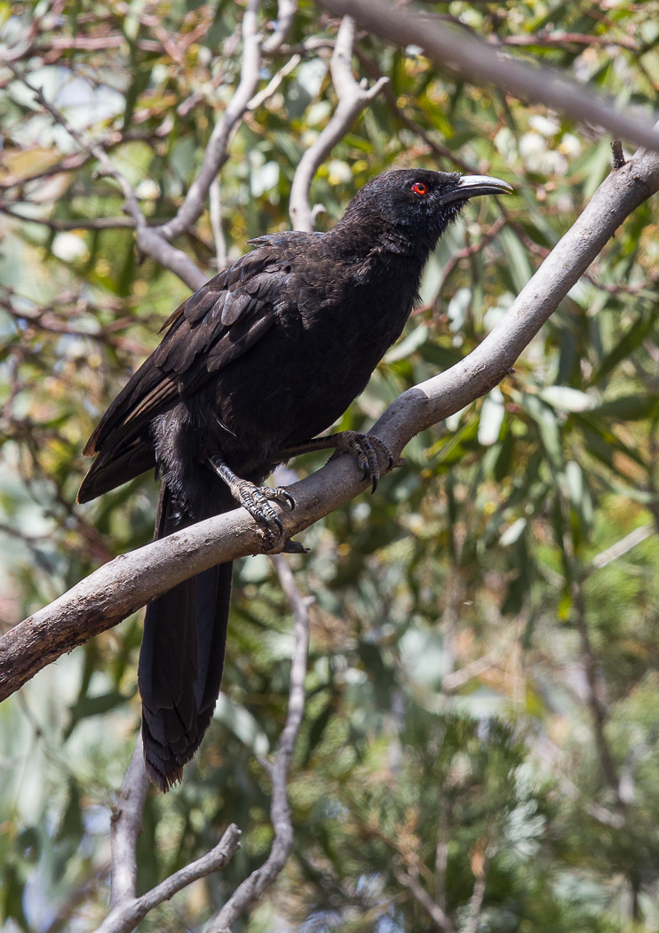 White-winged Chough (Image ID 28848)