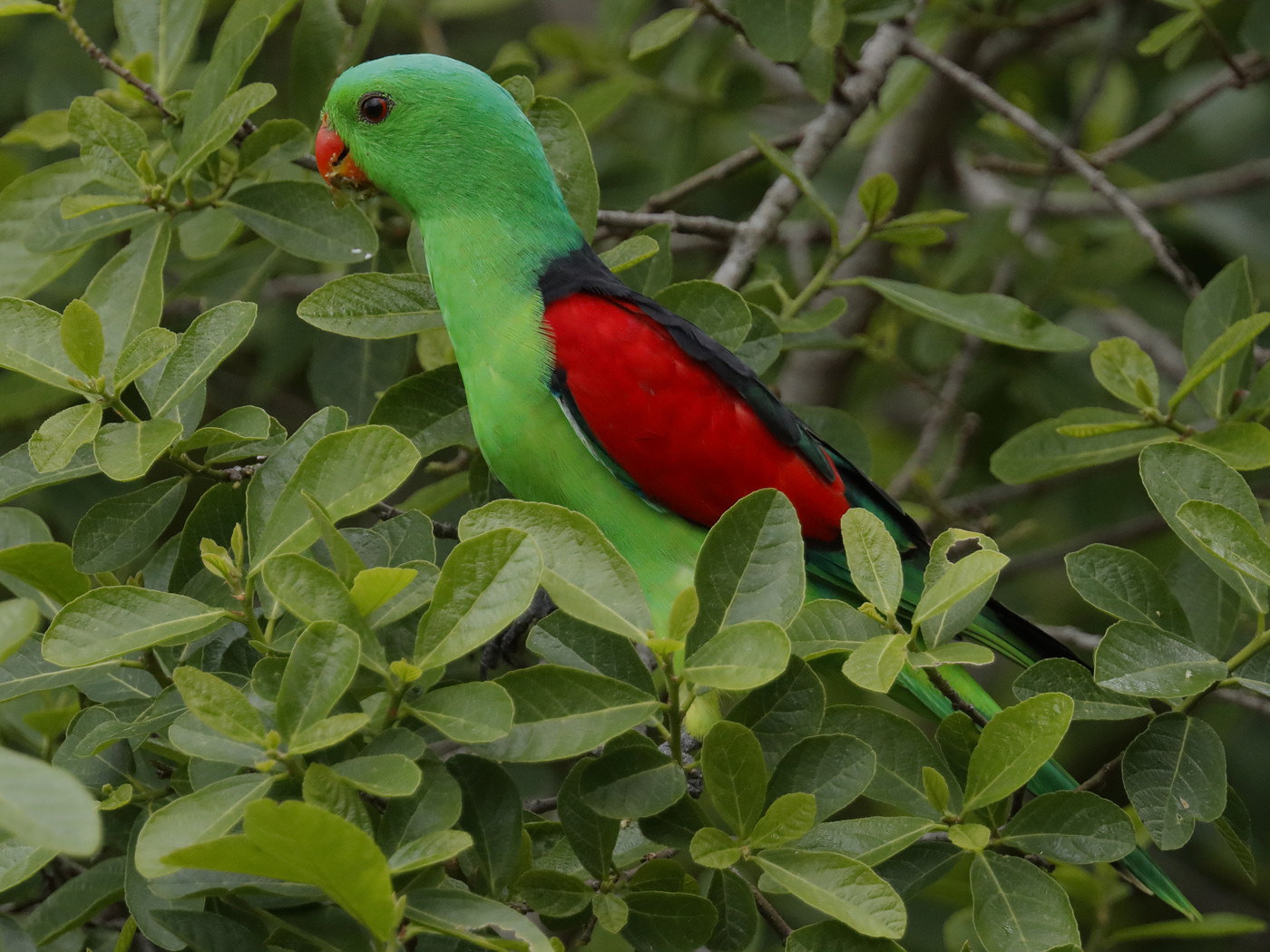 Red-winged Parrot (Image ID 28858)