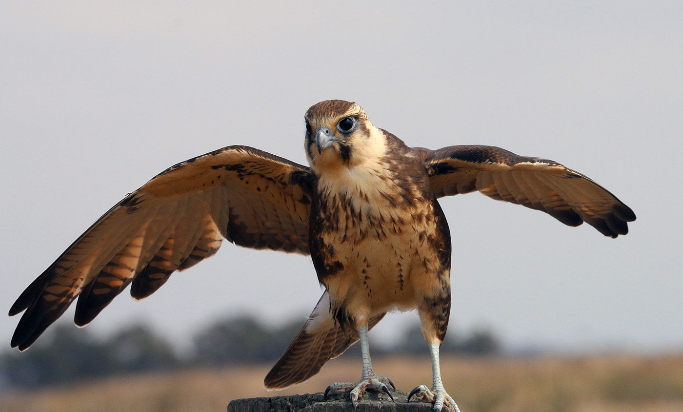 Brown Falcon (Image ID 28913)