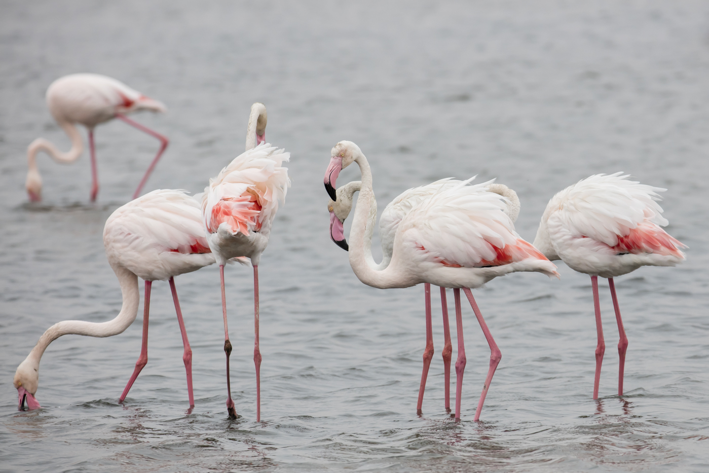 Greater Flamingo (Image ID 28869)