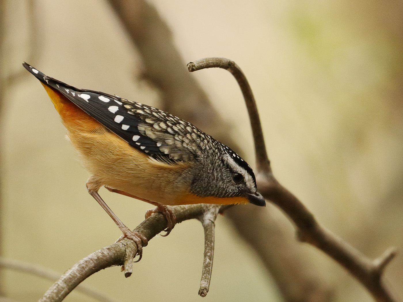 Spotted Pardalote (Image ID 28732)
