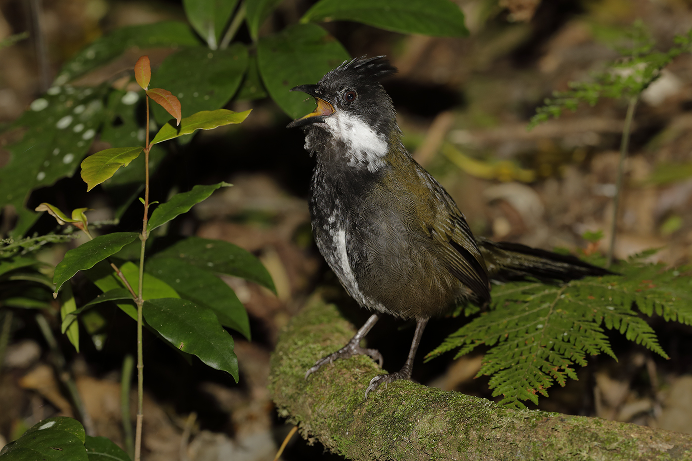 Eastern Whipbird (Image ID 28832)