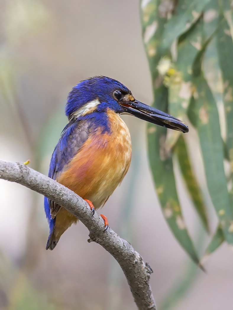 Azure Kingfisher (Image ID 28904)