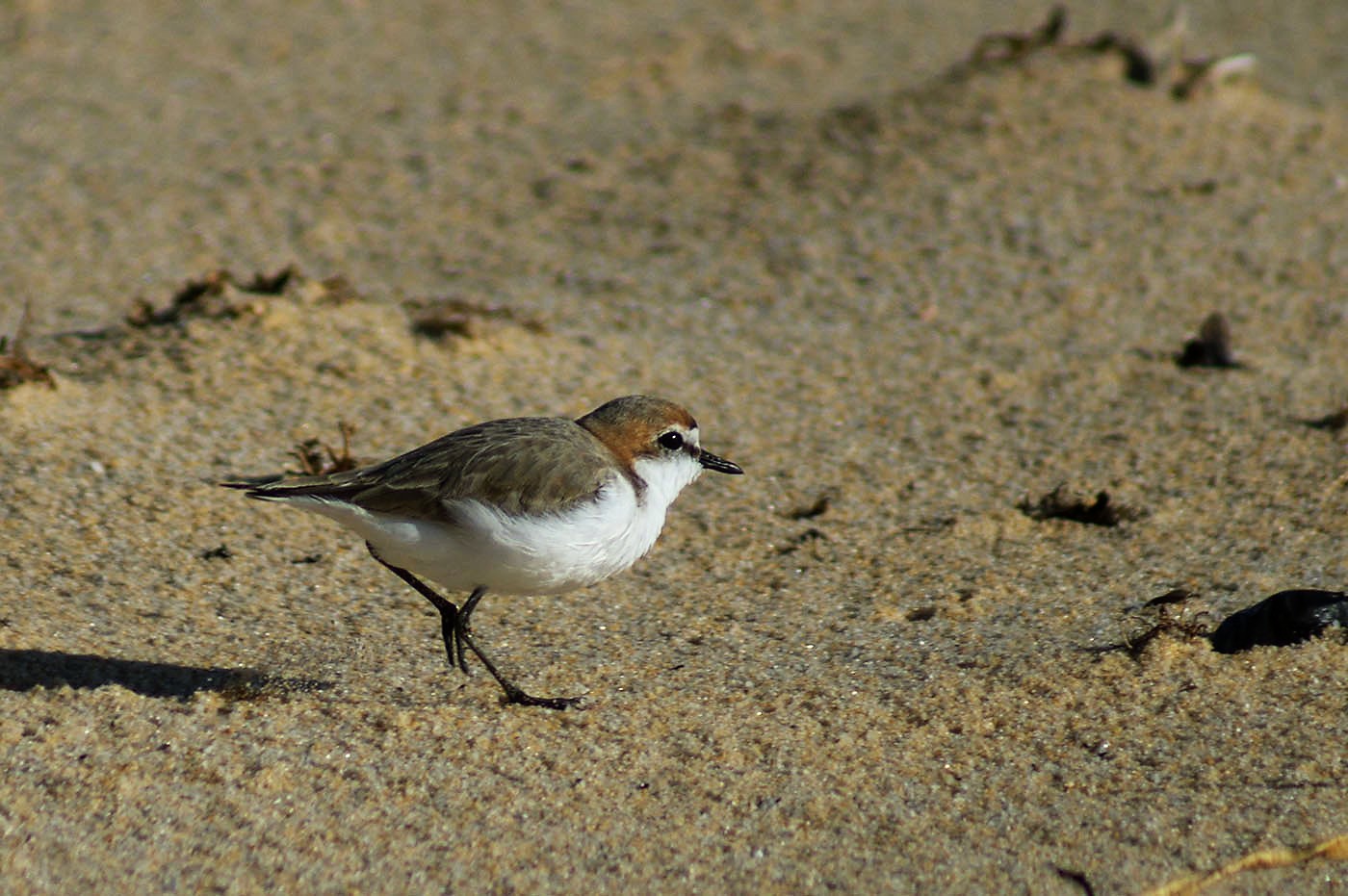 Red-capped Plover (Image ID 28663)