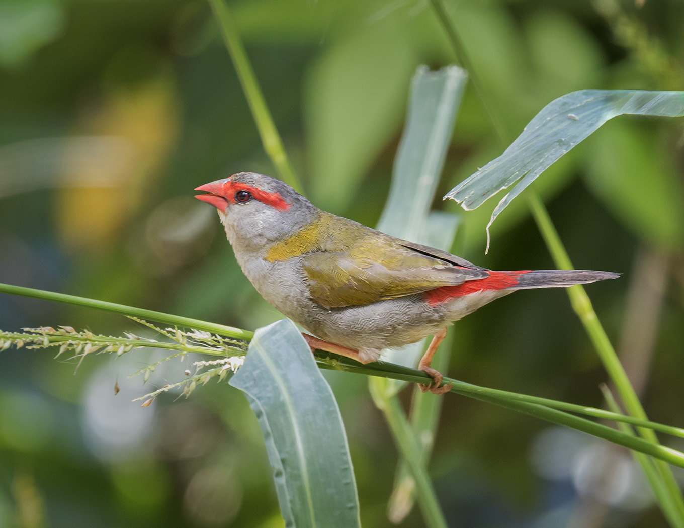 Red-browed Finch (Image ID 28723)