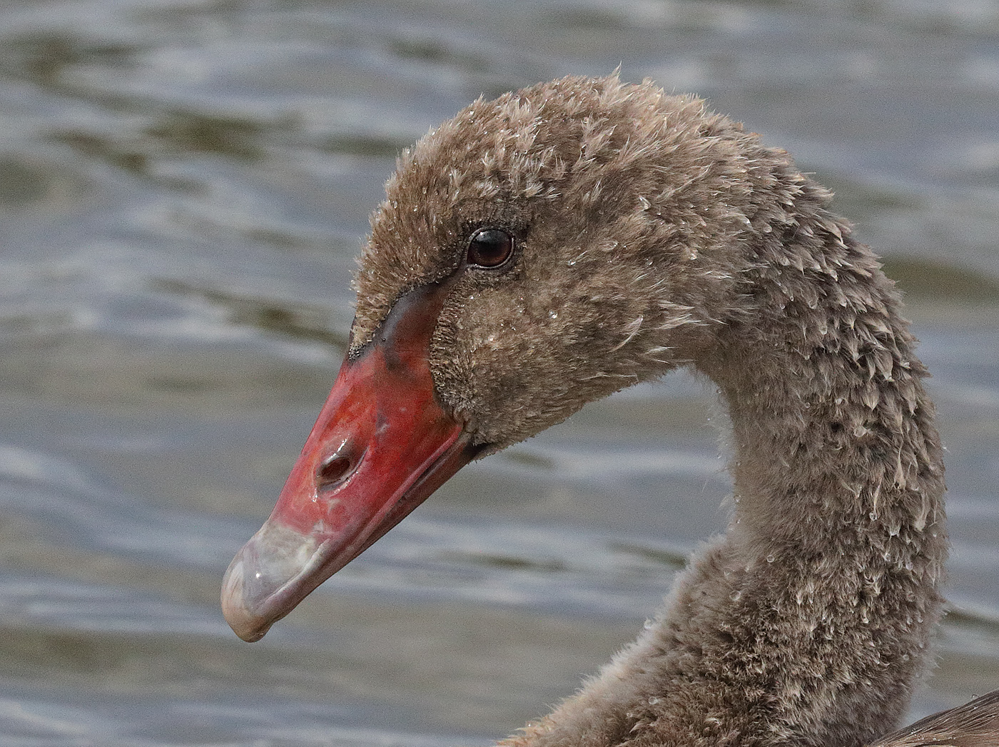 Black Swan (Image ID 28902)