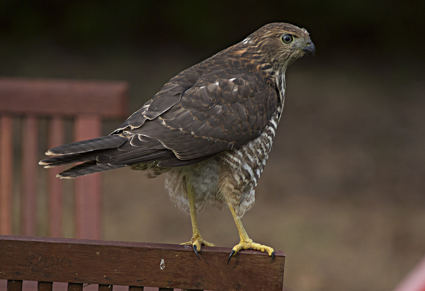 Collared Sparrowhawk (Image ID 28631)