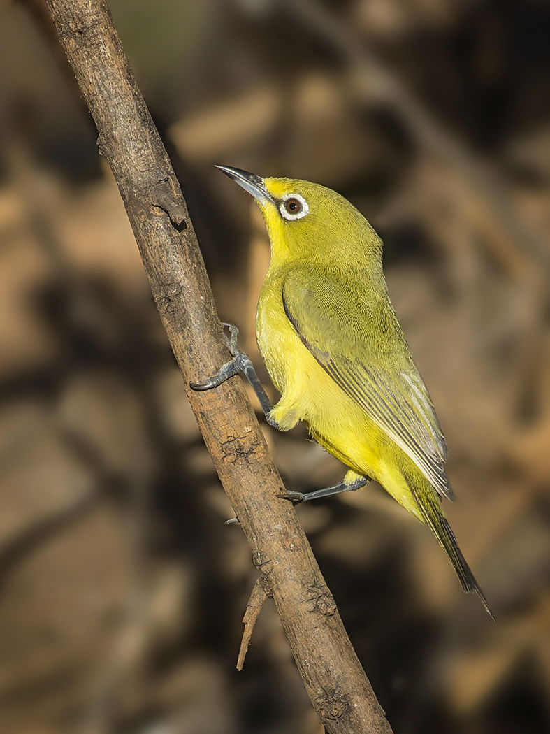 Australian Yellow White-eye (Image ID 28712)