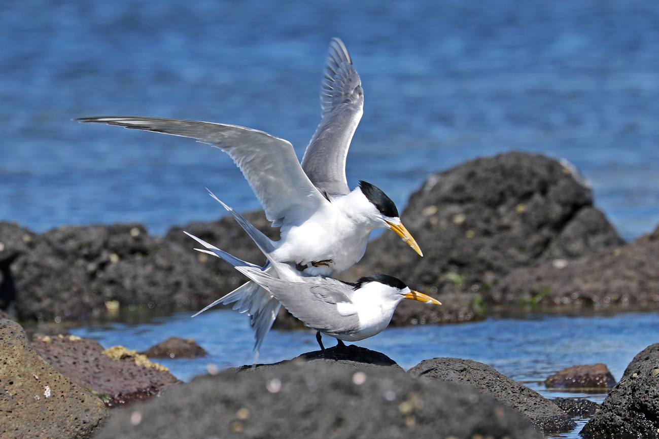 Greater Crested Tern (Image ID 28820)