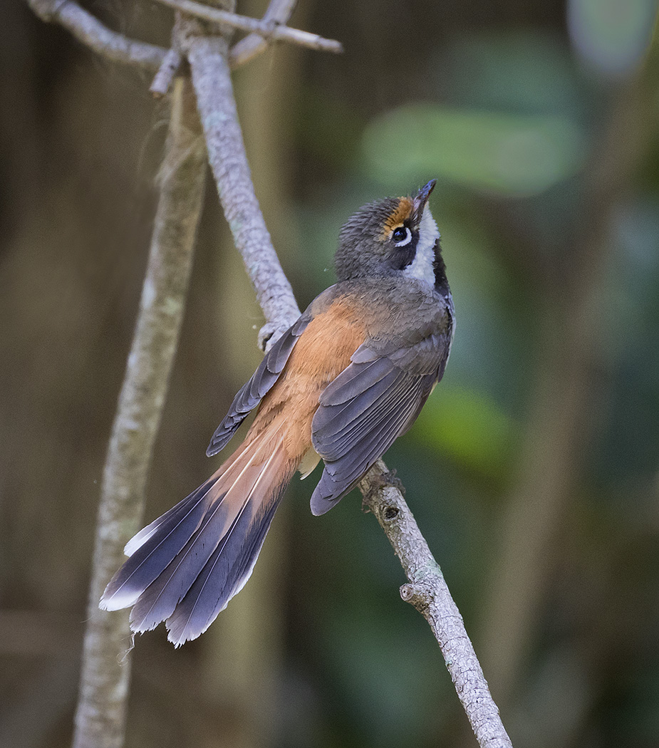 Rufous Fantail (Image ID 28761)