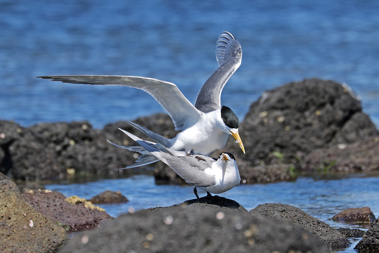 Greater Crested Tern (Image ID 28819)