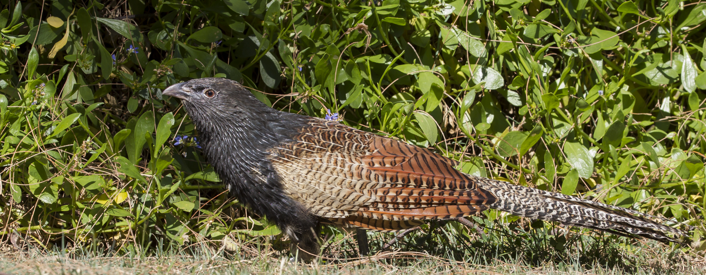 Pheasant Coucal (Image ID 28966)