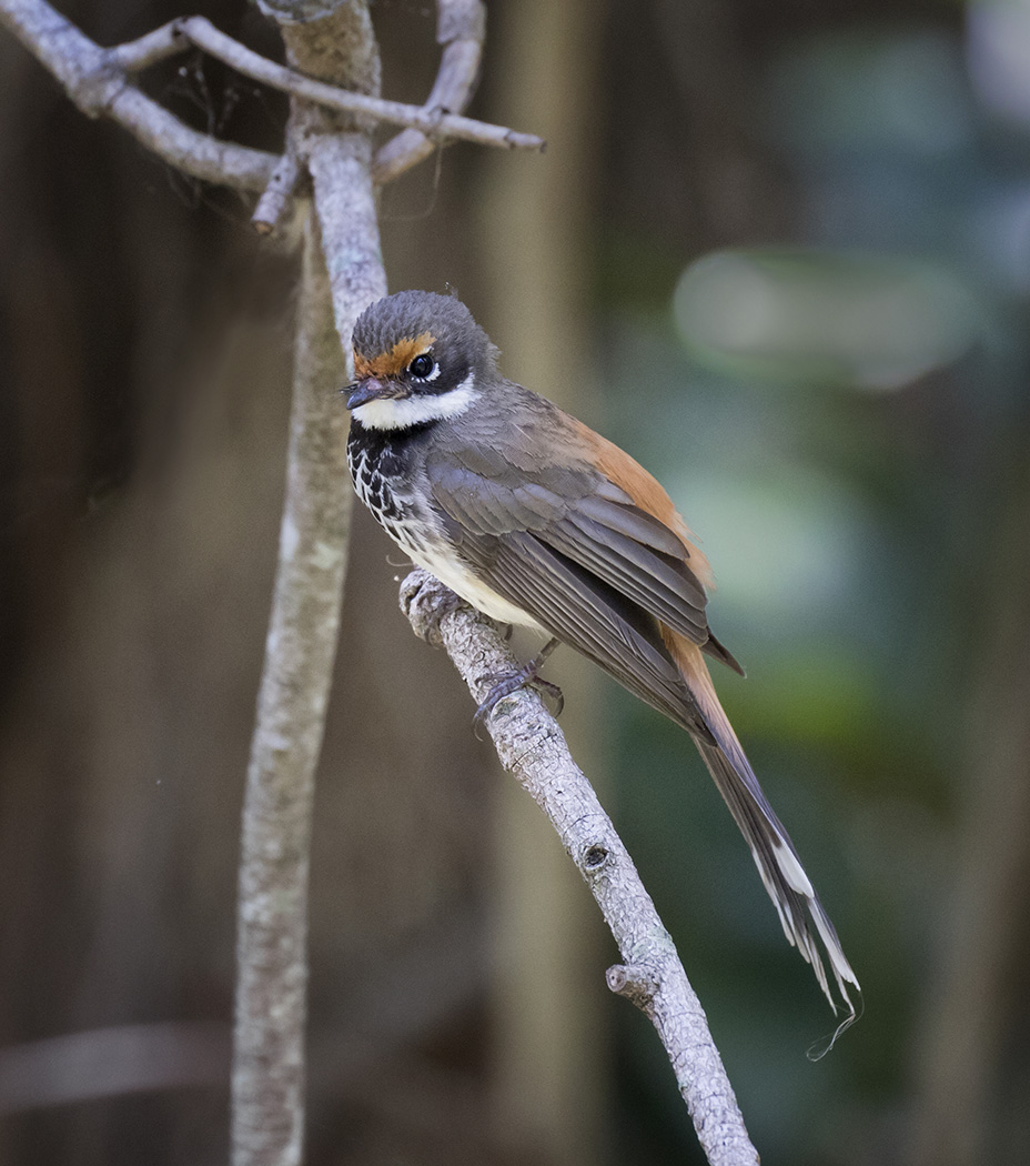 Rufous Fantail (Image ID 28692)