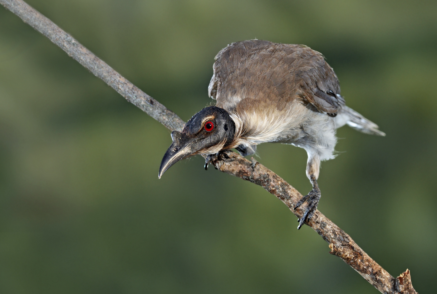 Noisy Friarbird (Image ID 28766)