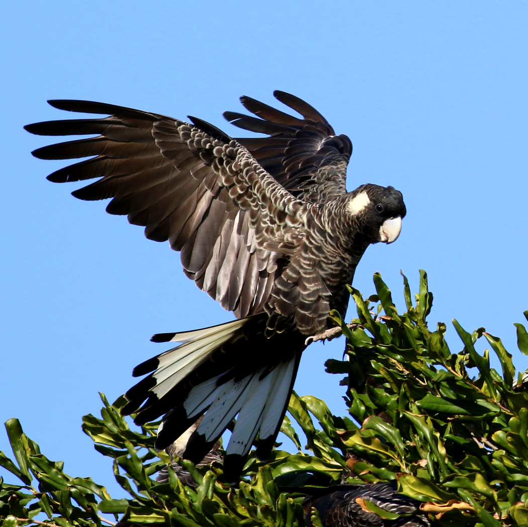 Carnaby's Black-Cockatoo (Image ID 28778)