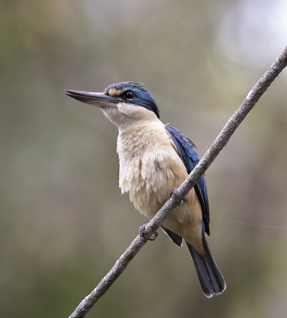 Sacred Kingfisher (Image ID 28693)