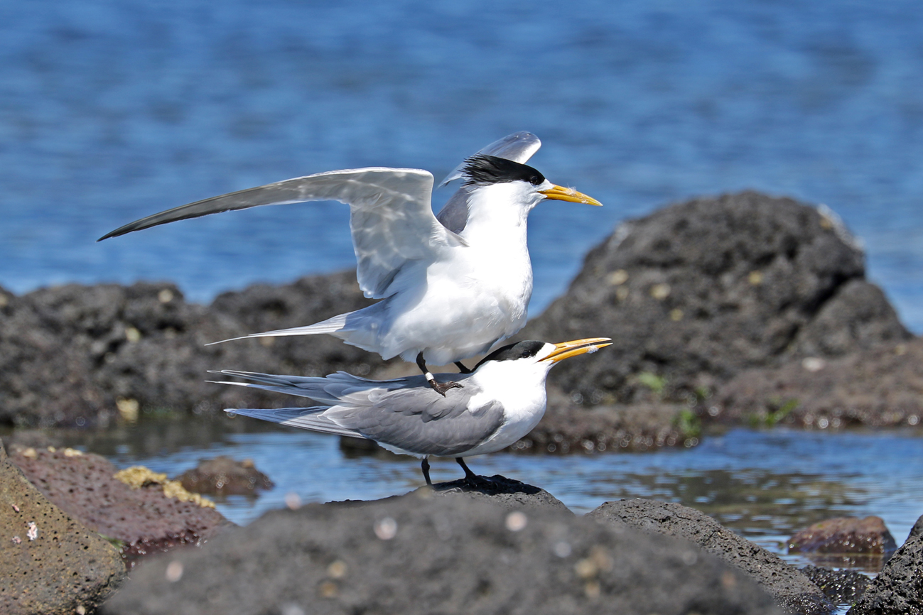 Greater Crested Tern (Image ID 28818)